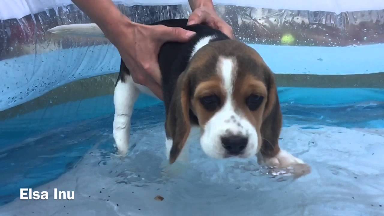 beagle swimming