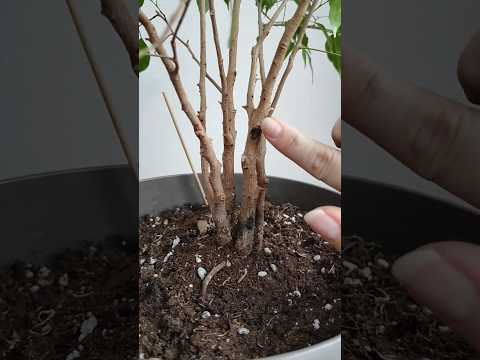 ПЕРВЫЙ РАЗ ДЕЛАЮ ТАКОЕ Обрезка и формирование фикуса Бенджамина🌿