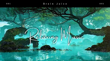 Relaxing Music Dense oniferous- With Beautiful Nature Videos