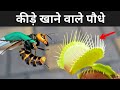 7 कीड़े खाने वाले पौधे | 7 Amazing Carnivorous Plants | Carnivorous Plants