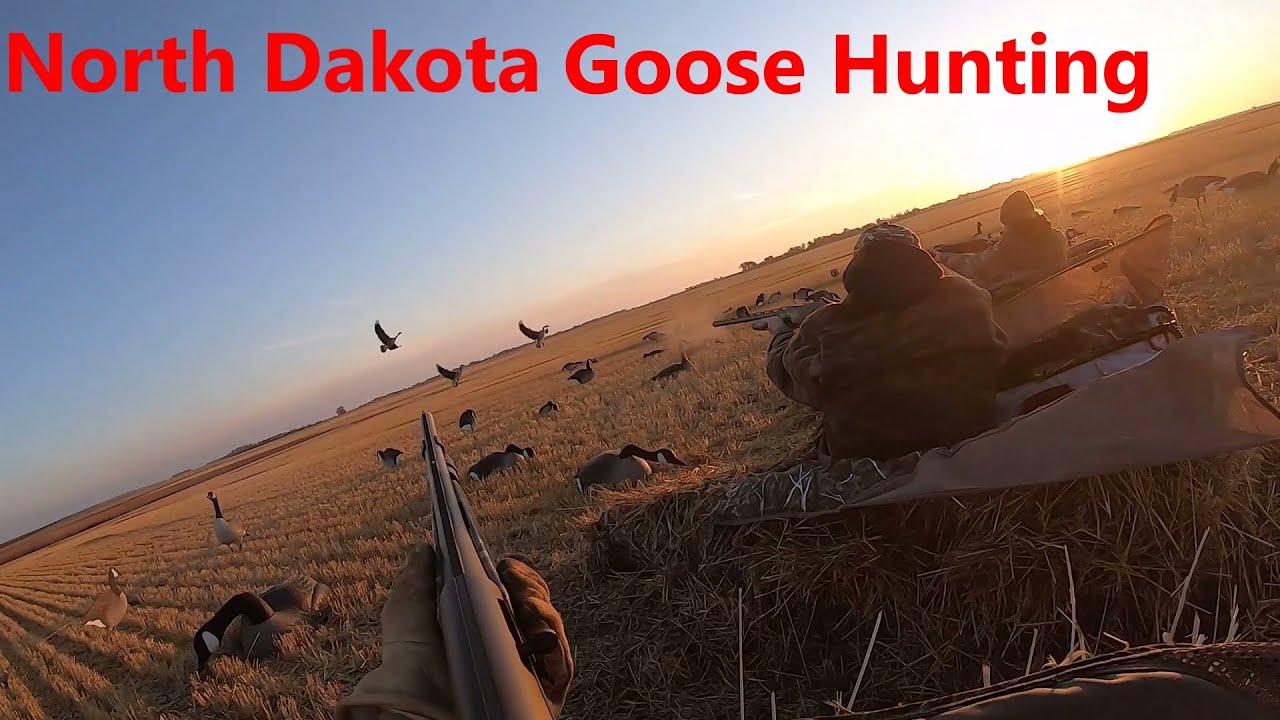North Dakota Goose Hunting YouTube