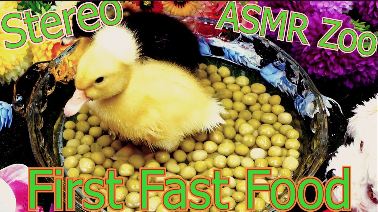 Cute Baby Ducks Eating Peas🦆Animal ASMR Sounds🦆Ducklings First Fast