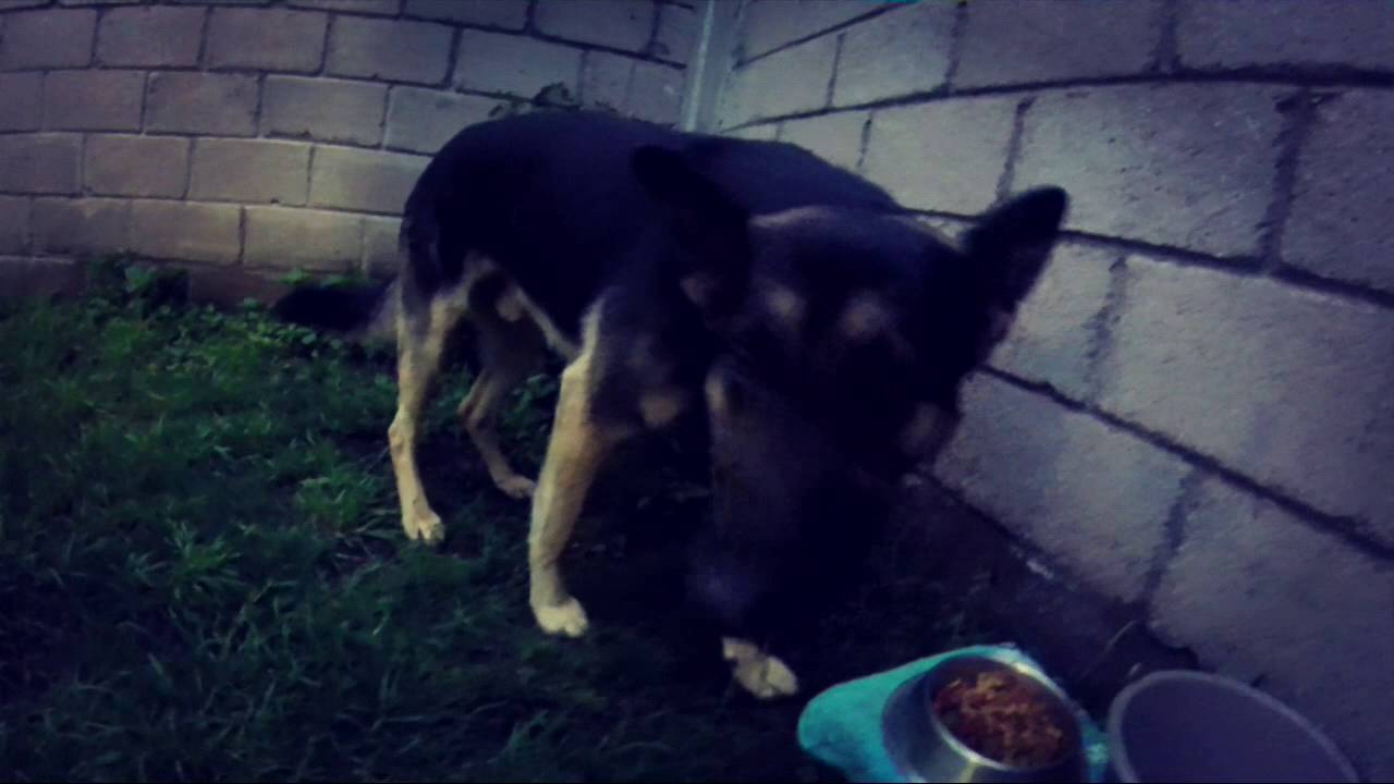 5. TIPS PARA TU MASCOTA