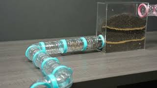 Can a Hamster Survive in the Wild?