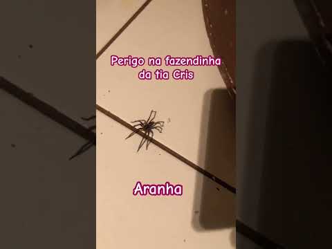 Aranha no banheiro . O chinelo entrou em ação ! #aranha Alguém sabe o nome dela ?