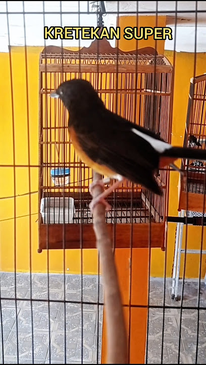 Kretekan murai ribut untuk mancing emosi murai gak bunyi langsung nyahut#Shorts