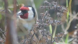 Our untidy Wildlife Garden attracts wildlife in January.