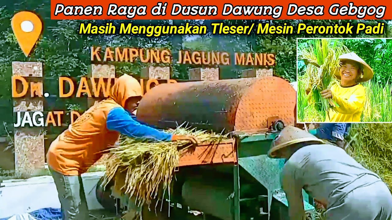 Panen Raya di Dukuh Dawung Gebyog | Masih Menggunakan Tleser/ Mesin Perontok Padi 