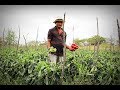 Agricultor planta 3 mil pés de pimentão e 6 mil de tomates e espera lucro de 20 mil