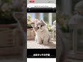 AIに丸投げで動画編集させた結果…