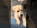 Mylo wants food late at night cute hungry lab puppy