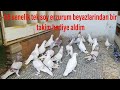 65 senelik kirilmamis erzurum beyazi güvercini hediye aldim.Hemsehrime teşekkür ederim.