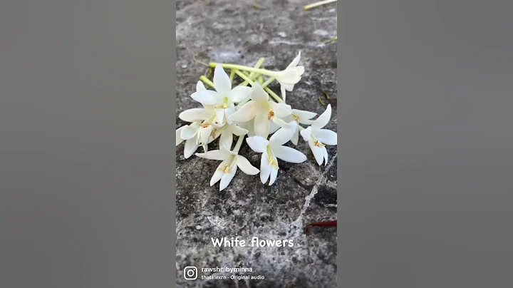 White fragrant flowers - DayDayNews