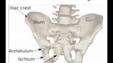 ROBLOX (YBA) getting pelvis with one of the bois