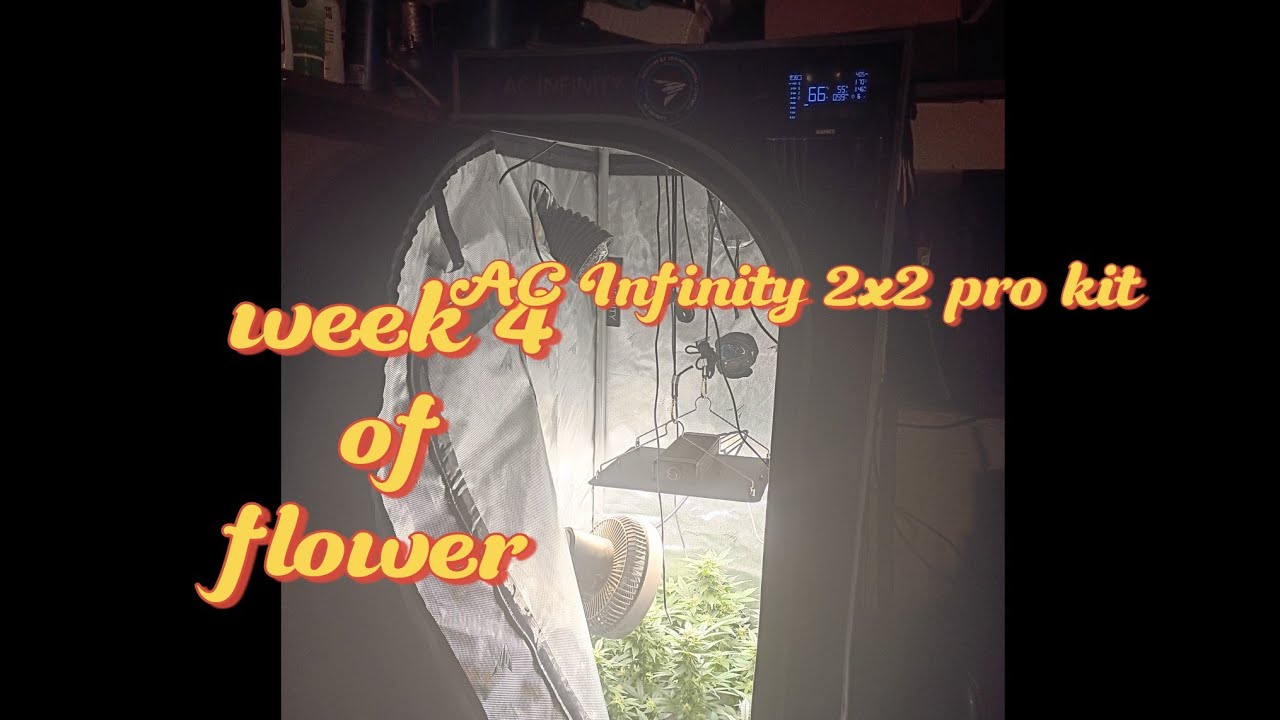 Руководство для начинающих по выращиванию растений: от семян до урожая, неделя 4, цветение.