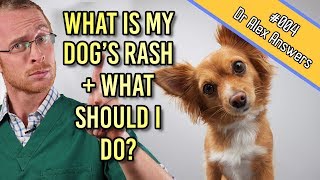 What Is Causing My Dog's Skin Rash?- Dog Health Vet Advice
