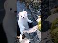 白いフェレットにエサをあげたら
