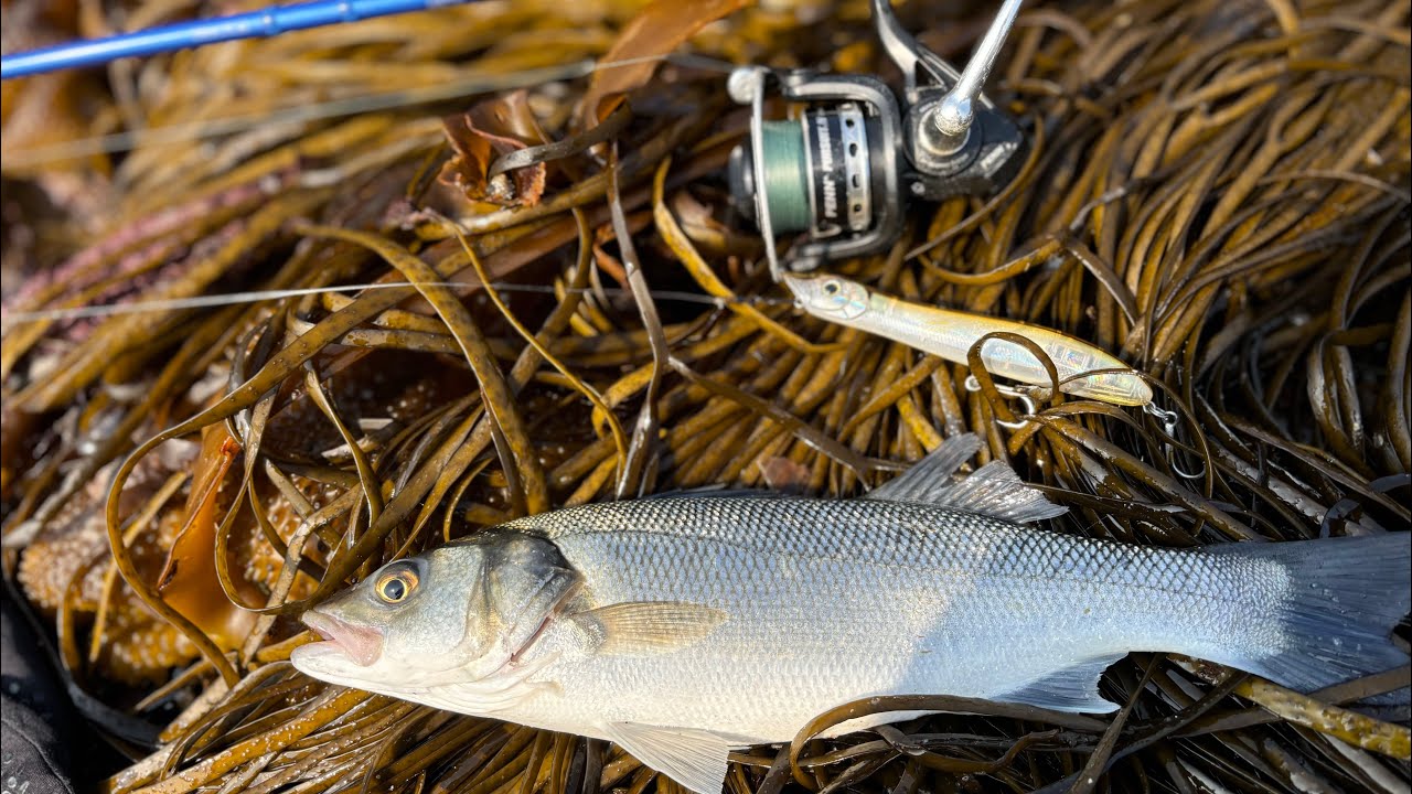 UK BASS FISHING WITH TOP WATER LURES FIND THOSE BASS!! #fishing #topwaterbassfishing #bassfishing
