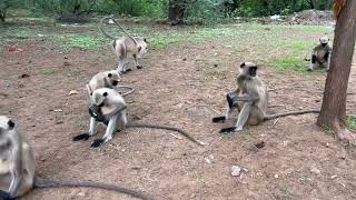 A Day in the Life of Playful Primates! | WILDLOOM