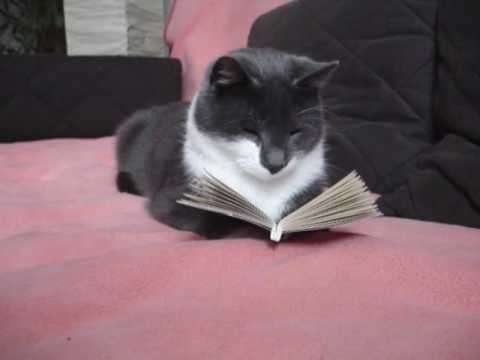 cat is reading a book