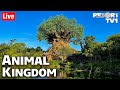 🔴Friday Night Live at Disney's Animal Kingdom & Animal Kingdom Lodge - Walt Disney World