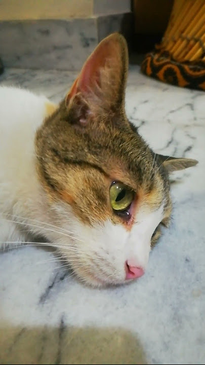 Love is in the air| Happy Valentine's Day|Watching every motion in my...