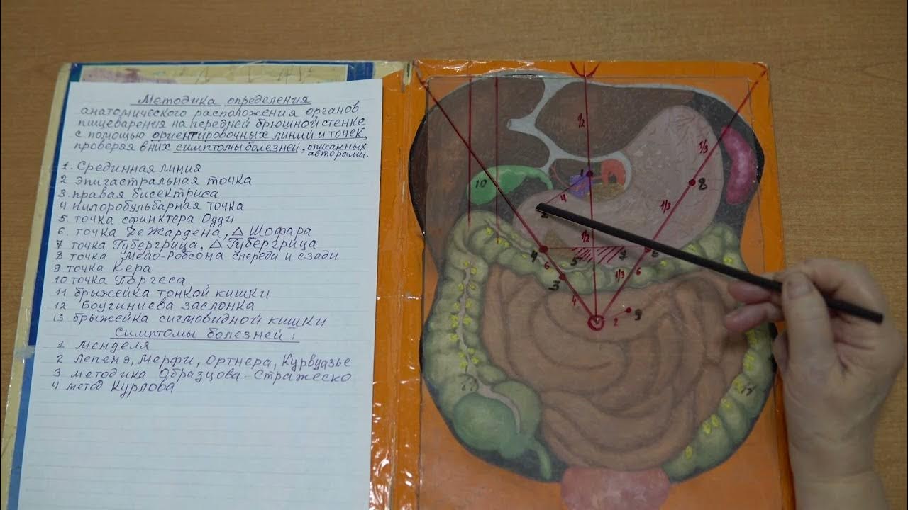 Орган определение анатомия. Орган определение анатомия