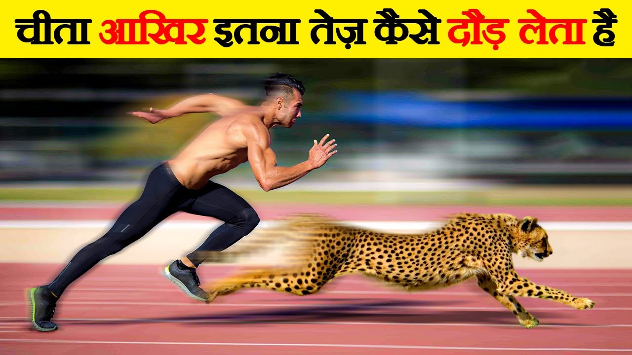 चीता को दौड़ में कोई हरा क्यों नहीं सकता | Why You Can't Outrun a