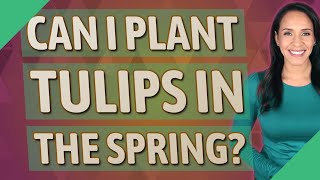 Can I plant tulips in the spring?