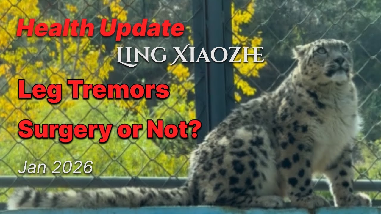 Will Ling Xiaozhe Need Surgery? The Truth Behind the Snow Leopards' Leg Tremors | Recovery Progress