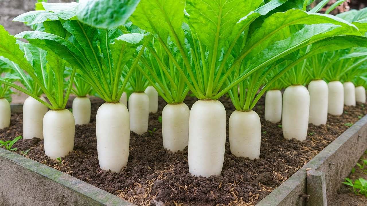 You’ll Never Regret Trying This Wonderful Method to Grow Radishes!