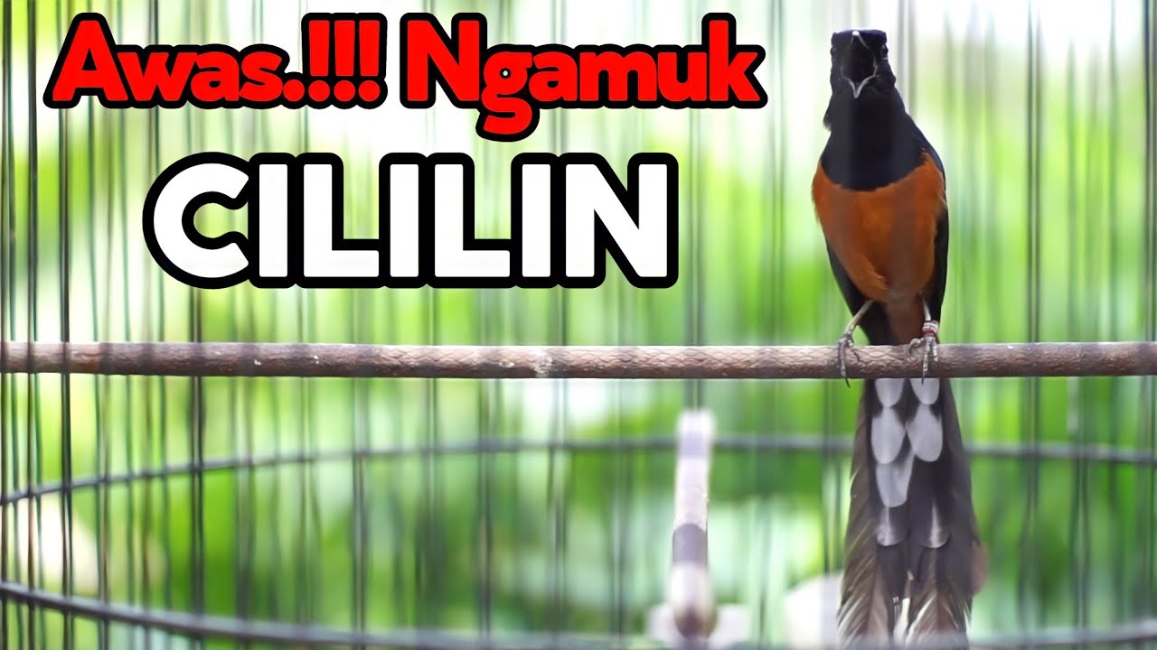 LANGSUNG EMOSI IKUT GACOR DENGAN PANCINGAN MURAI BATU ISIAN CILILIN INI