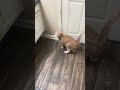My cat Chester opens the bathroom door from inside the bathroom🙏❤️Accept Jesus!!🙏❤️