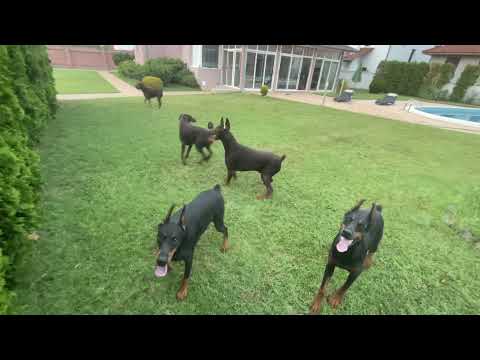 Doberman Gang