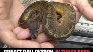 Sunset Ball Python Unveiling- NARBC Tinley Part- Part 12