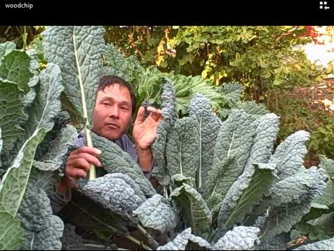 SuperSize Your Vegetables with Wood Chips & Rock Dust in Your Garden