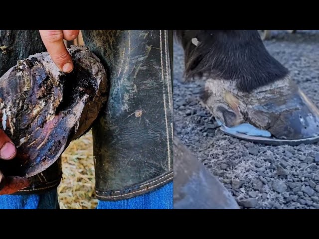 Poor Horse Has a Terrible Wire Cut! Resetting Bar Shoe to Protect