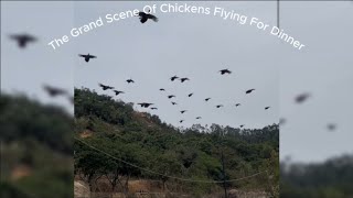 🥳🐓The Grand Scene Of Chickens Flying For Dinner🎉🎉