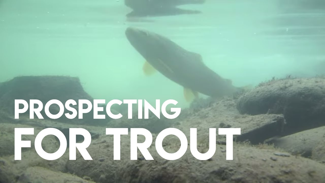 PROSPECTING FOR TROUT