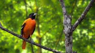 Birds Chirping | Birds on morning: Helps you Relax, Relieve All Stress