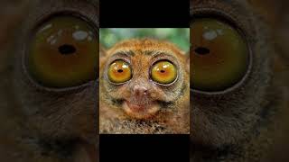 #shorts  Lemur - Epic 5-Second Meme Video! - #23