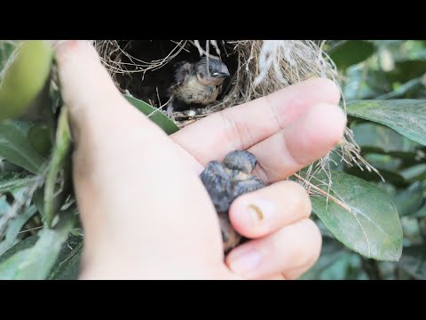 Video Thăm Tổ Chim non p2 | Nó đã lớn và sắp biết bay - youtube