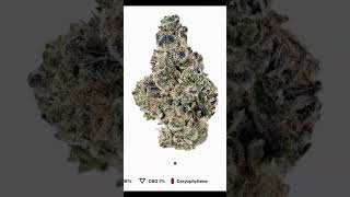 Plug N Play Animal Mints Pod Review 🔥