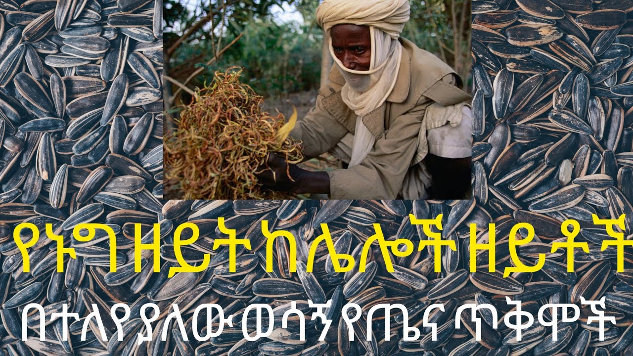 የኑግ ዘይት ከሌሎች ዘይቶች በተለየ ያለው 9 ወሳኝ የጤና ጥቅሞች። - YouTube