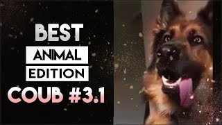 BEST COUB #3.1 / ANIMAL EDITION COUB (2019)