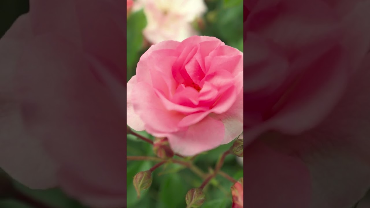 Homebase &ndash; David's Top Tips on Roses