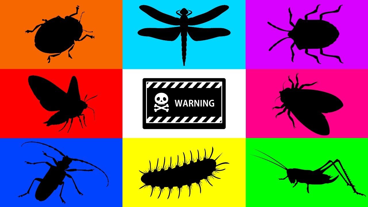 Insect: Leaf Beetle, Stink Bugs, Long horn Beetle, Grasshopper, Leafhopper, Moth, Caterpillar, Bugs