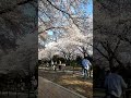 Spring in korea, 🌸 Cherry Blossoms.