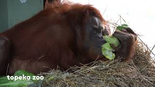 Baby Orangutan Gets a Visit From Big Brother