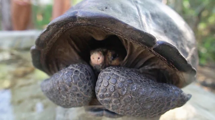 Giant Tortoise Species Found After 100 Years - DayDayNews
